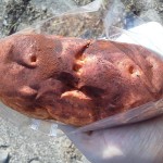 焼きいもパン：ウインドベル