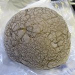 チョコバナナメロンパン：志津屋京阪三条店
