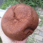 コーヒークッキーパン：パケット十条店