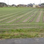 ぱぱん散歩：ぐるっと野洲