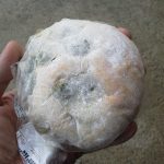 ふわもちうぐいす豆パン：小麦の郷ライフ伏見深草店