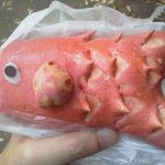 こいのぼり（りんご）：サンエトワール南港店