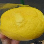 瀬戸内レモンパン：小麦の郷ライフ伏見深草店