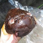 うなぎパン（2019）：小麦の郷