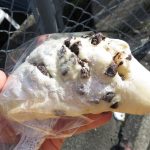 ホワイトショコラ：小麦の郷ライフ伏見深草店