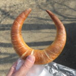 つのぱん：キャパトル登美ヶ丘店