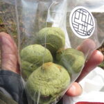 和束茶の小豆餅パン：パン工房西山荘別邸"