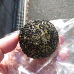 黒ゴマだんご：HILCAU