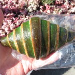 バイカラークロワッサン：ベーカリーメイ