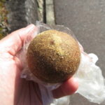 黒糖きなこもち：ペンギンクン