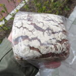 フォルコンブロート：石窯パンの店ゴッホ