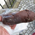 チョコとオレンジのバトン：志津屋京阪三条店